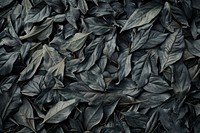 Dry tea leaves plant black leaf.