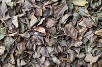 Dry tea leaves tobacco plant leaf.