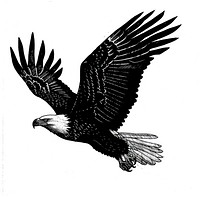 Eagle animal flying bird.