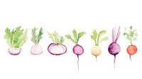 Food as divider watercolor vegetable produce turnip.
