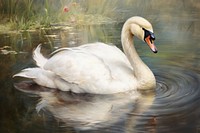 Swan swan anseriformes waterfowl.