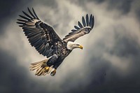 Eagle With holding American Flag eagle animal flying.