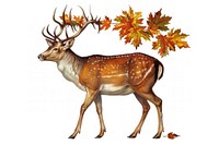 A deer wildlife antelope animal.