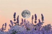 Cosmos lavender flower moon.
