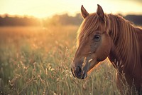 Horse grassland outdoors sunlight.