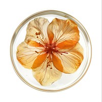 Flower resin Coin shaped hibiscus blossom anther.