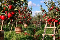 Apple trees with apples countryside agriculture outdoors.