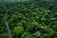 The rain forest road aerial view vegetation.