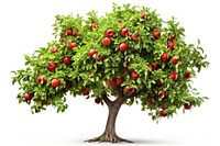 Apple tree produce conifer plant.