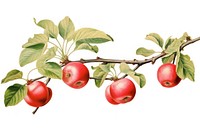 Apple branch produce fruit plant.