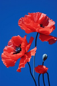 High contrast poppy blossom flower anther.