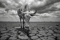 Famine and drought livestock outdoors longhorn.