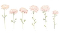 Chrysanthemum as divider watercolor illustrated asteraceae carnation.
