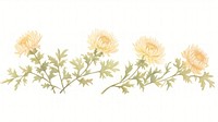 Chrysanthemum as divider watercolor asteraceae graphics painting.