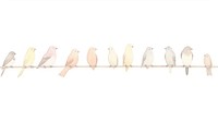 Birds as divider watercolor animal pigeon finch.