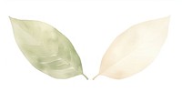 Leaves as divider watercolor clothing apparel hardhat.