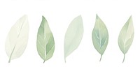 Leaves as divider watercolor herbal plant herbs.