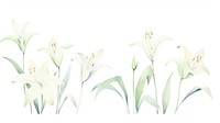 Lillies as divider watercolor blossom flower plant.