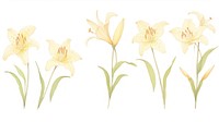 Lily as divider watercolor daffodil blossom flower.