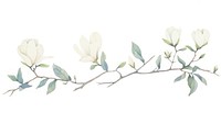Magnolia as divider watercolor illustrated graphics pattern.