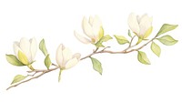 Magnolia as divider watercolor blossom flower plant.