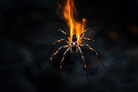 Spider fire flame invertebrate arachnid argiope.