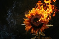 Sunflower blaze fire flame blossom bonfire.