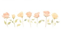 Roses as divider watercolor painting graphics blossom.