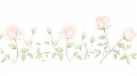 Roses as divider watercolor illustrated graphics blossom.