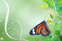 Monarch butterfly on flower stamen macro shot