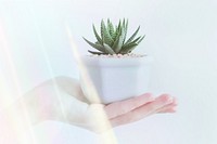 Closeup of hand holding a pot with a cactus remix