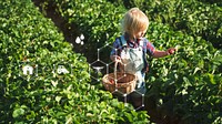 Young kid in strawberry farm