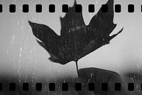 Autumn leaf in the black and white sky