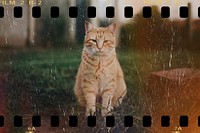 Orange cat in backyard film