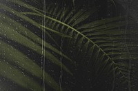 Dark palm leaf texture background