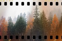 autumn pine forest film frame