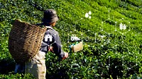 Tea picker harvesting tea leaves