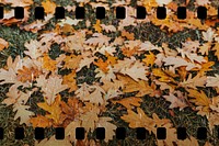 Oak foliage during autumn season