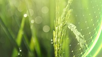 Beautiful greenery rice field technology