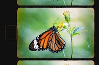 Closeup of a Monarch butterfly film