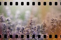 Blurry beautiful purple wildflower film