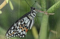 Butterfly on fresh green branch