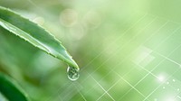 Water drop on a leaf macro shot