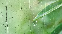Water drop on a leaf macro shot