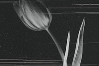 Blooming tulip flower in grayscale