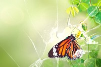 Monarch butterfly on flower stamen macro shot