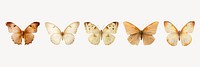 Dried butterfly  cut out element set psd