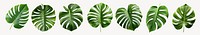 Monstera leaves cut out element set psd