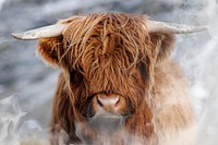 Scottish highland calf in the field