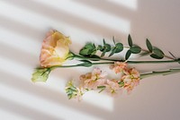 Peach snapdragons and lisianthus flowers